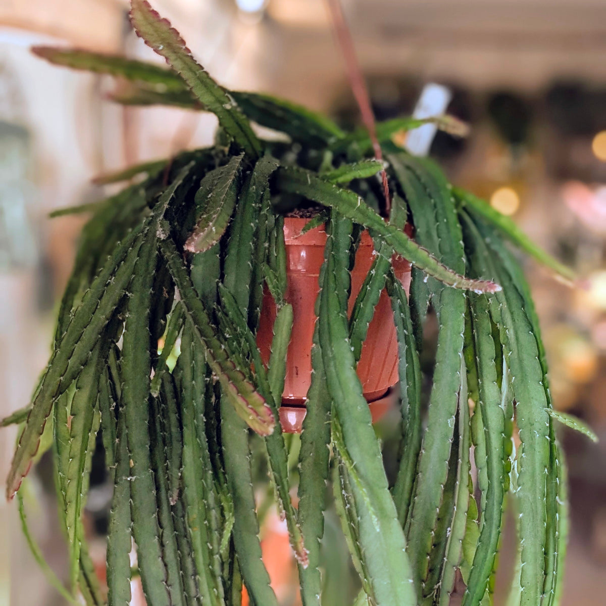 Lepismium cruciforme &