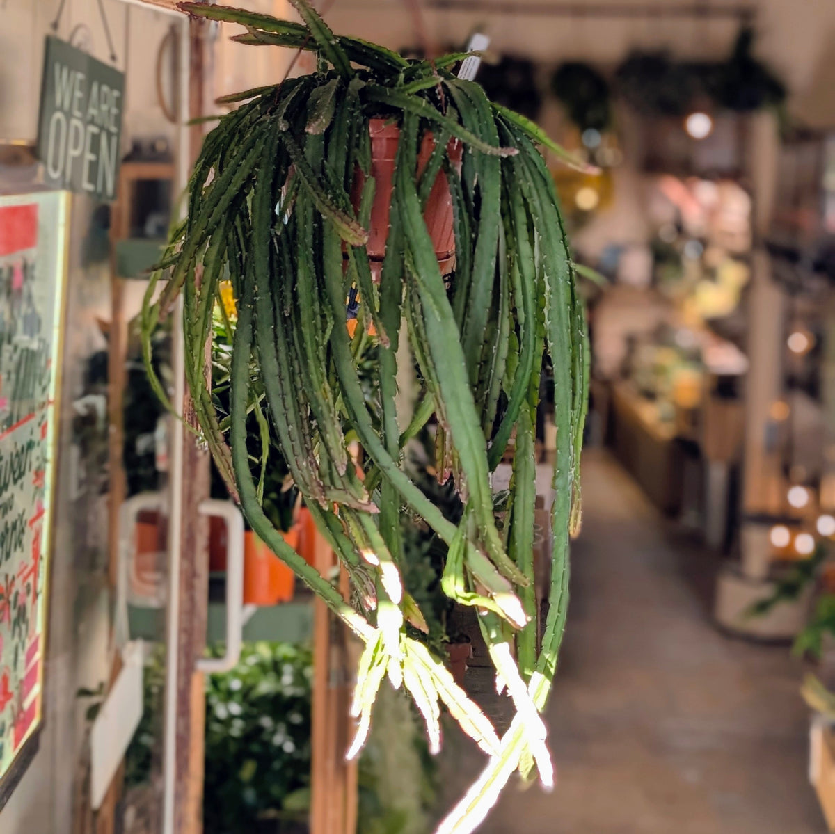 Lepismium cruciforme &