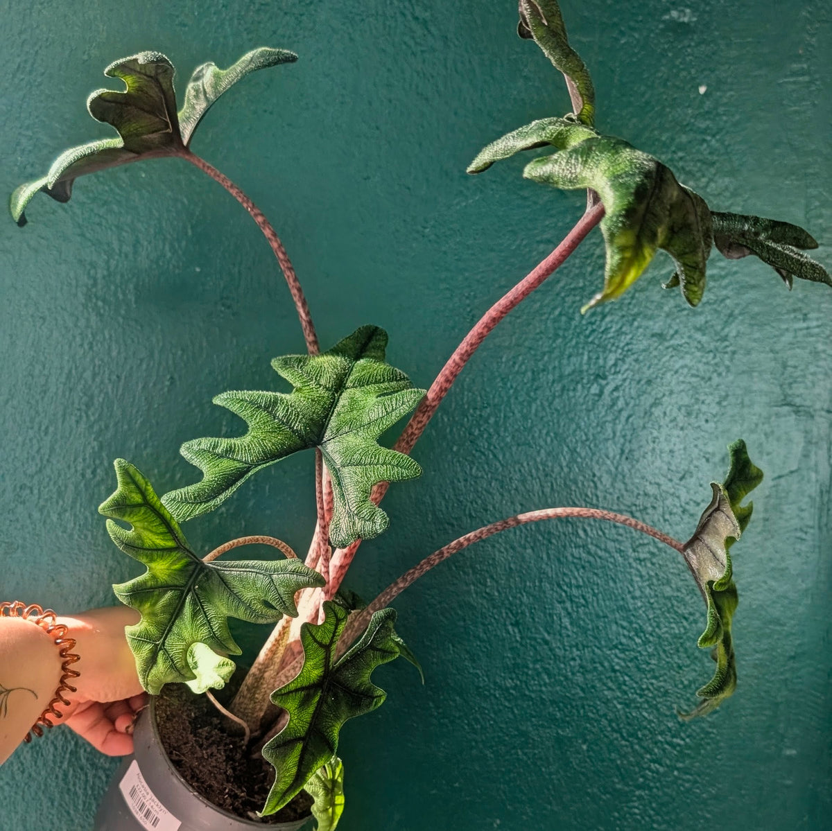 Alocasia &