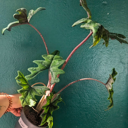 Alocasia &