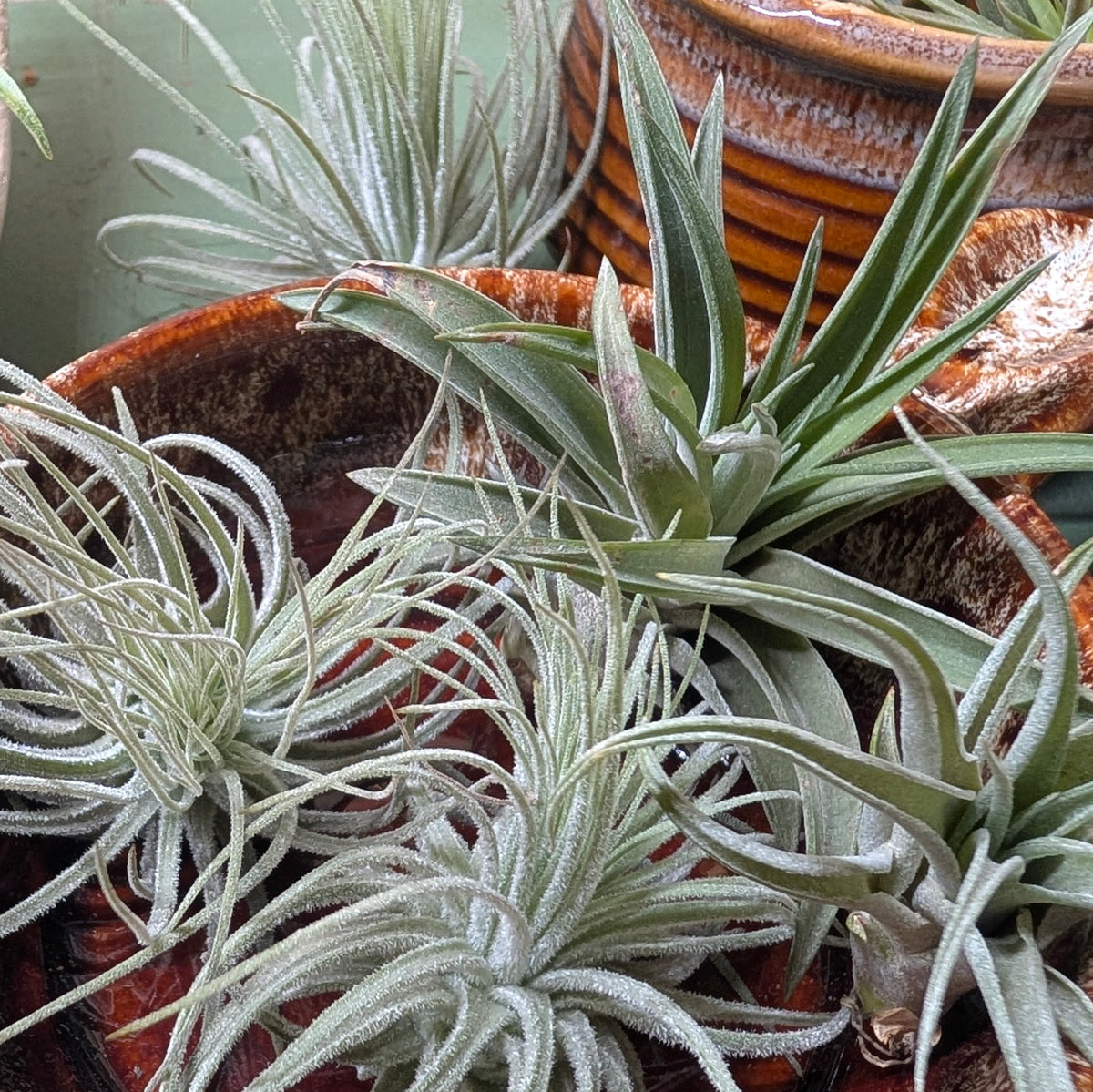 Tillandsia Lucky Dip – Mixed Air Plants