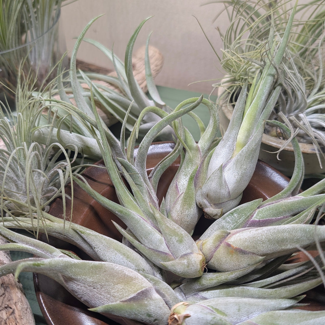 Tillandsia Lucky Dip – Mixed Air Plants