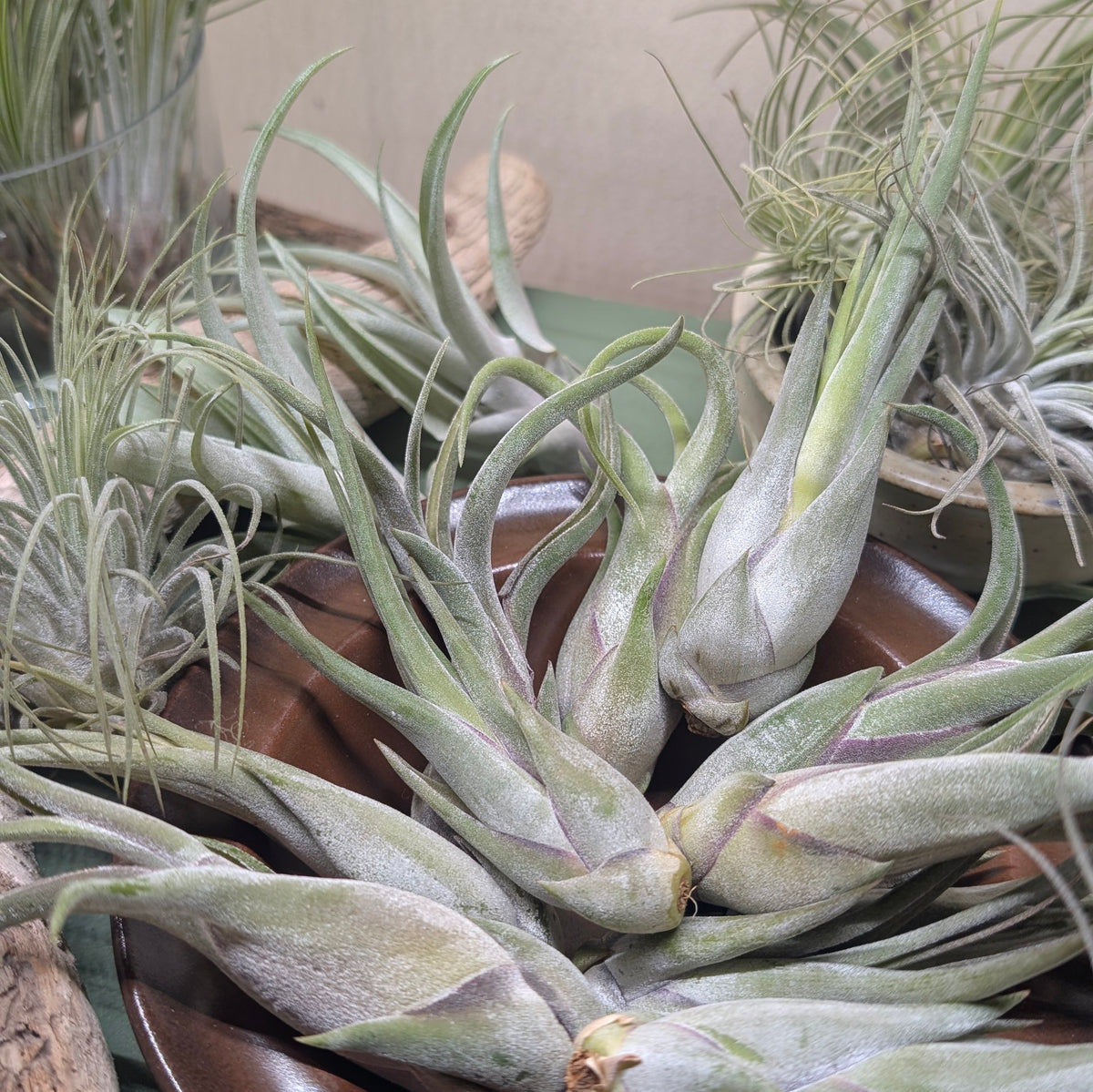Tillandsia Lucky Dip – Mixed Air Plants