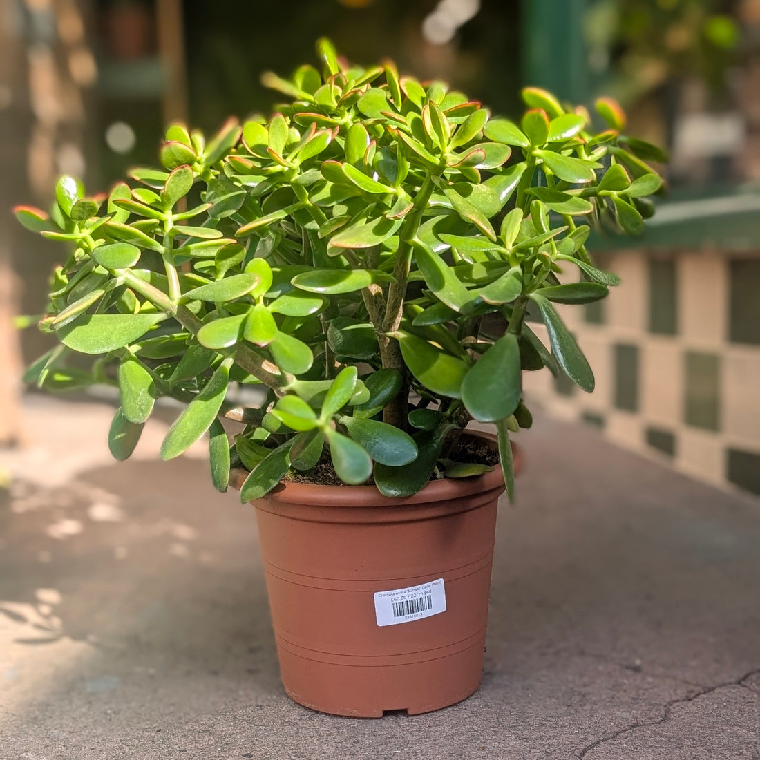 Crassula ovata &