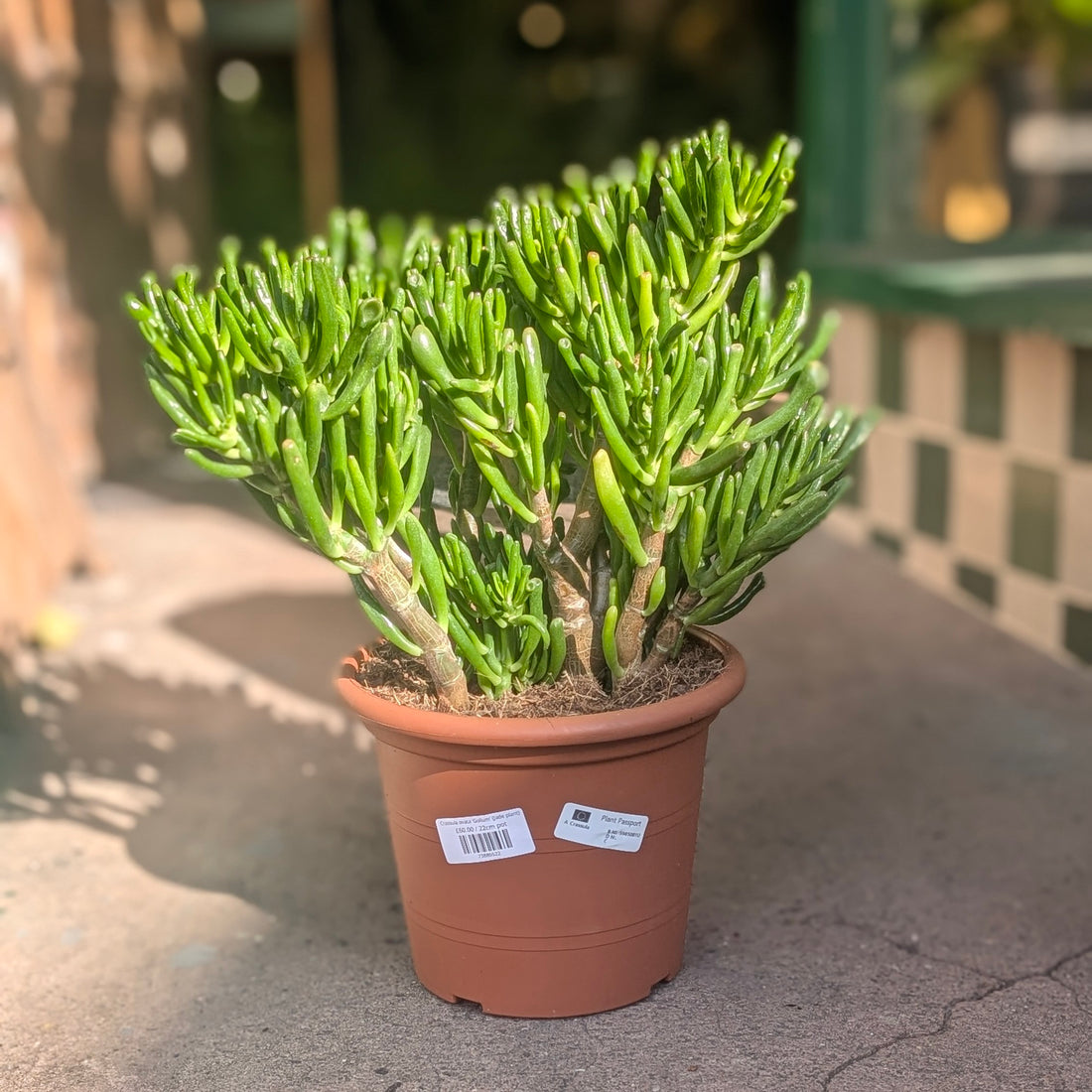 Crassula ovata &