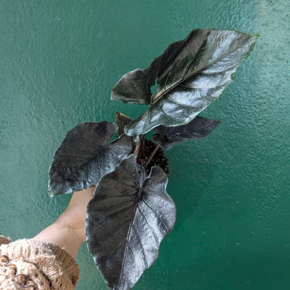 Alocasia Chienlii Antoro Velvet &