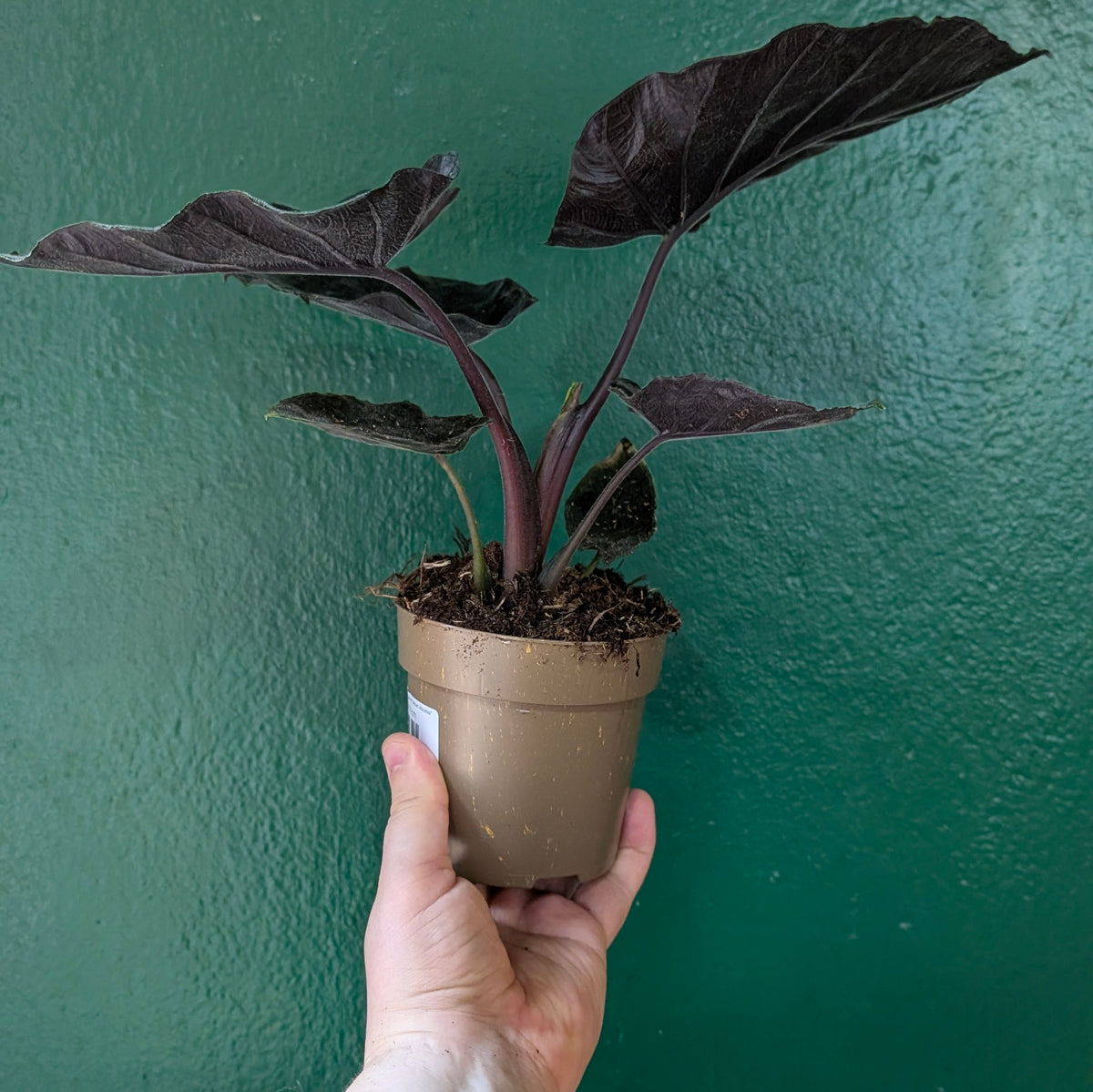 Alocasia Chienlii Antoro Velvet &