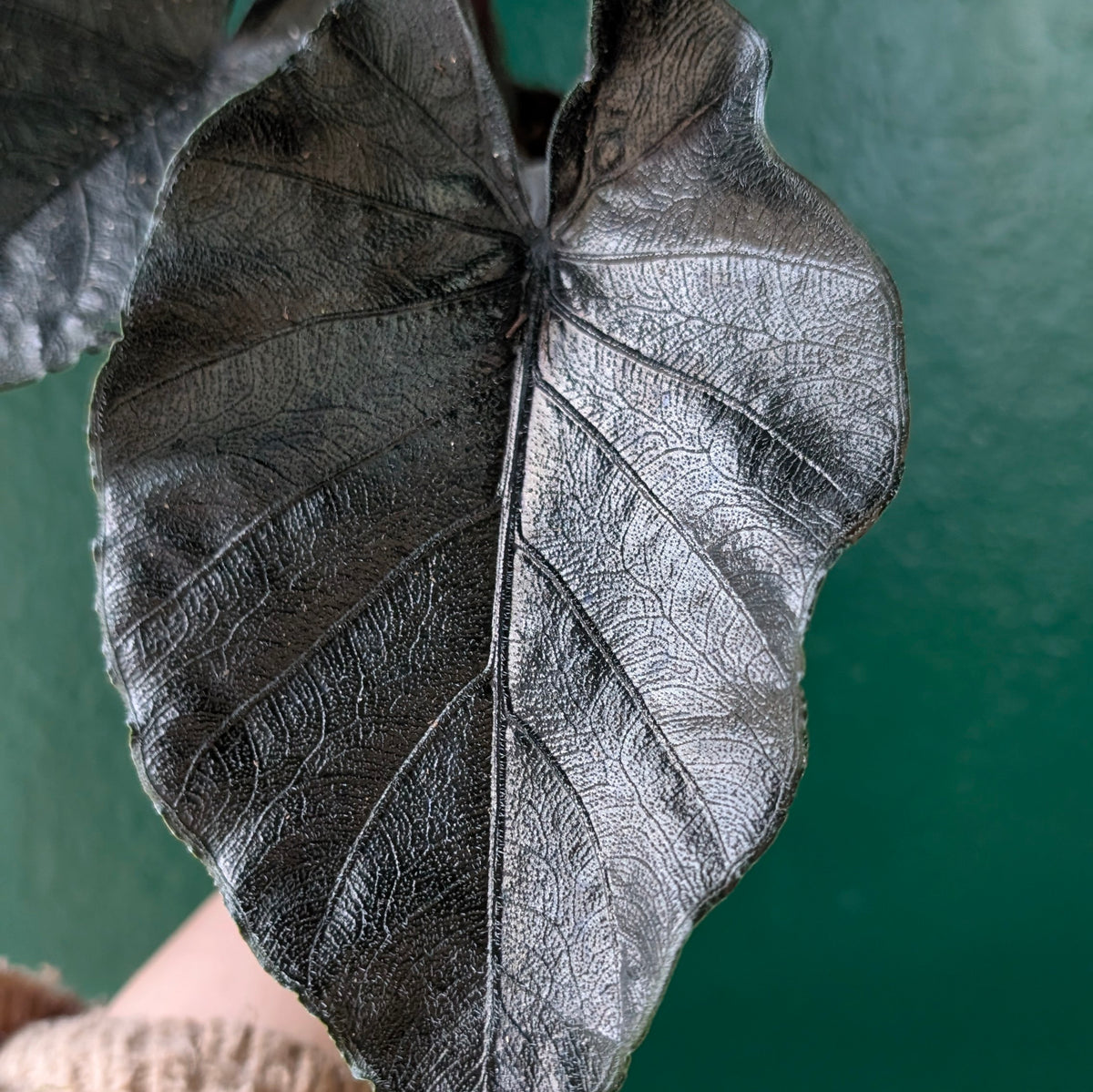 Alocasia Chienlii Antoro Velvet &