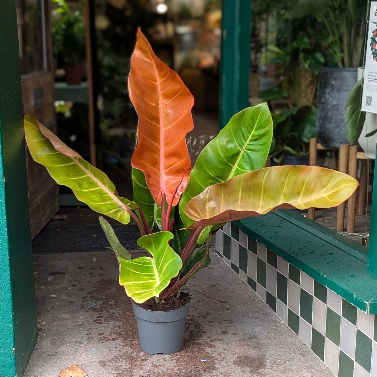 Philodendron ‘Prince of Orange’