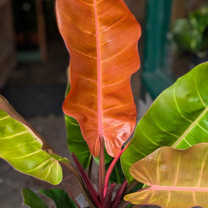 Philodendron ‘Prince of Orange’