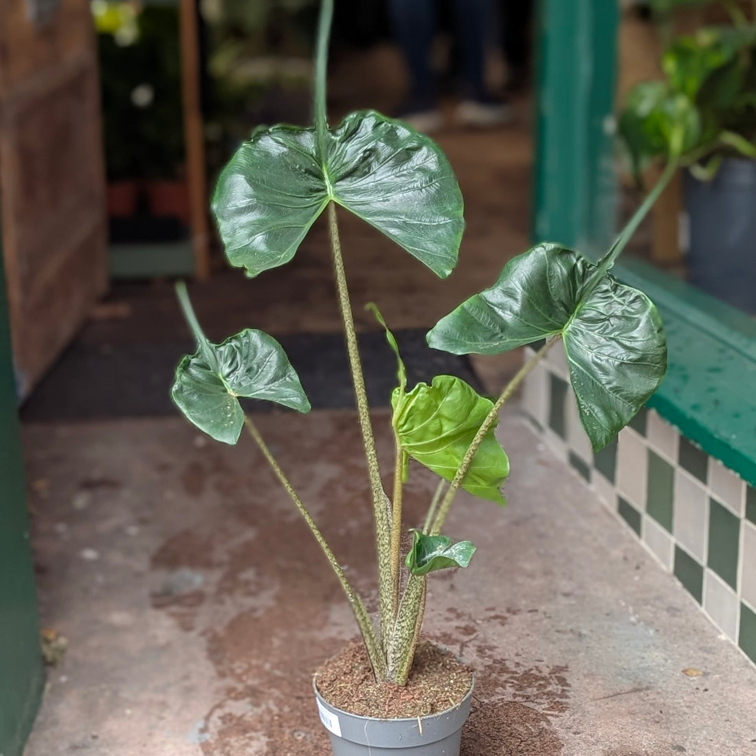 Alocasia macrorrhiza &