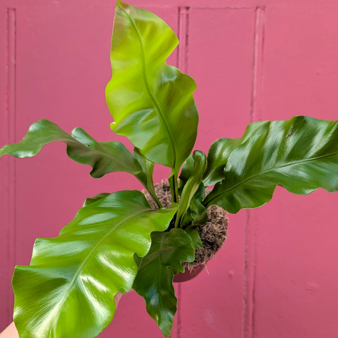 Asplenium nidus (Birds Nest Fern)