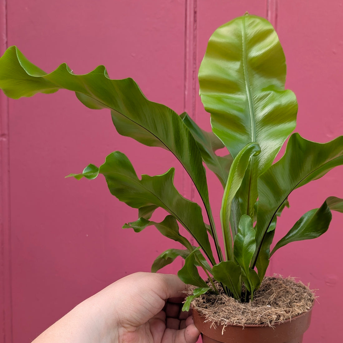 Asplenium nidus (Birds Nest Fern)