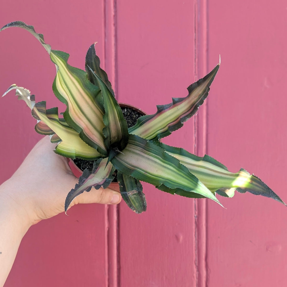 Cryptanthus bivittatus (Earth star)
