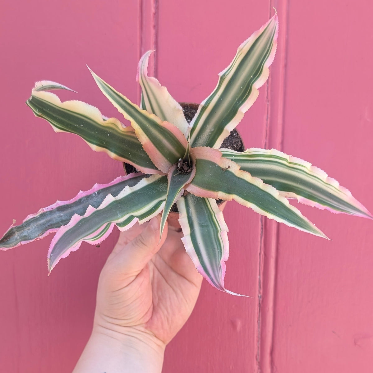 Cryptanthus bivittatus (Earth star)