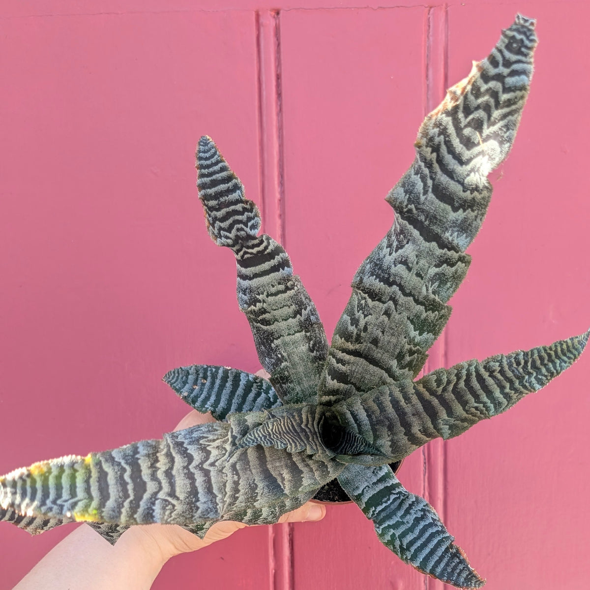 Cryptanthus bivittatus (Earth star)