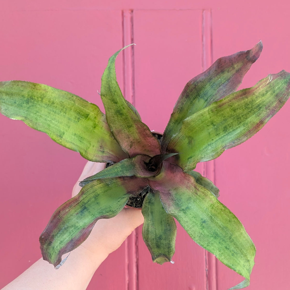 Cryptanthus bivittatus (Earth star)