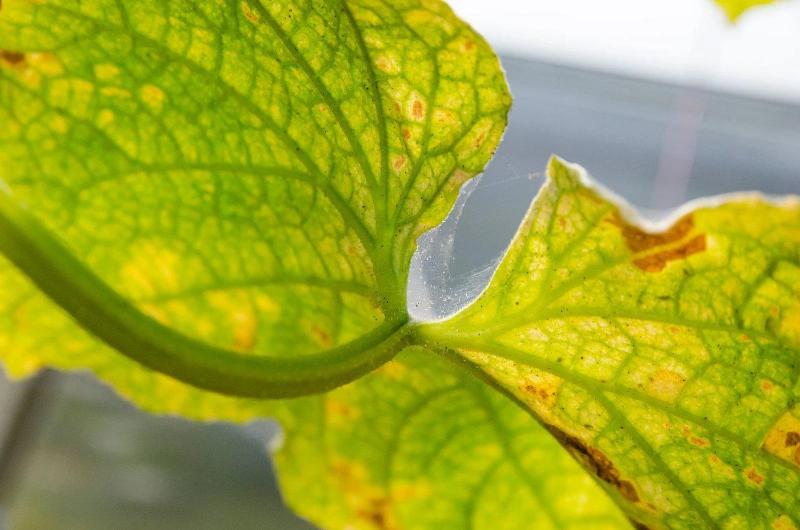 Red Spider Mite Killer (Phytoseiulus Persimilis)