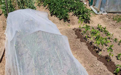 InsectoNet Plastic Free Netting