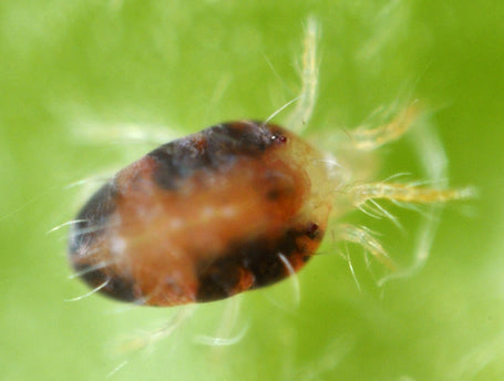 Red Spider Mite Killer (Phytoseiulus Persimilis)