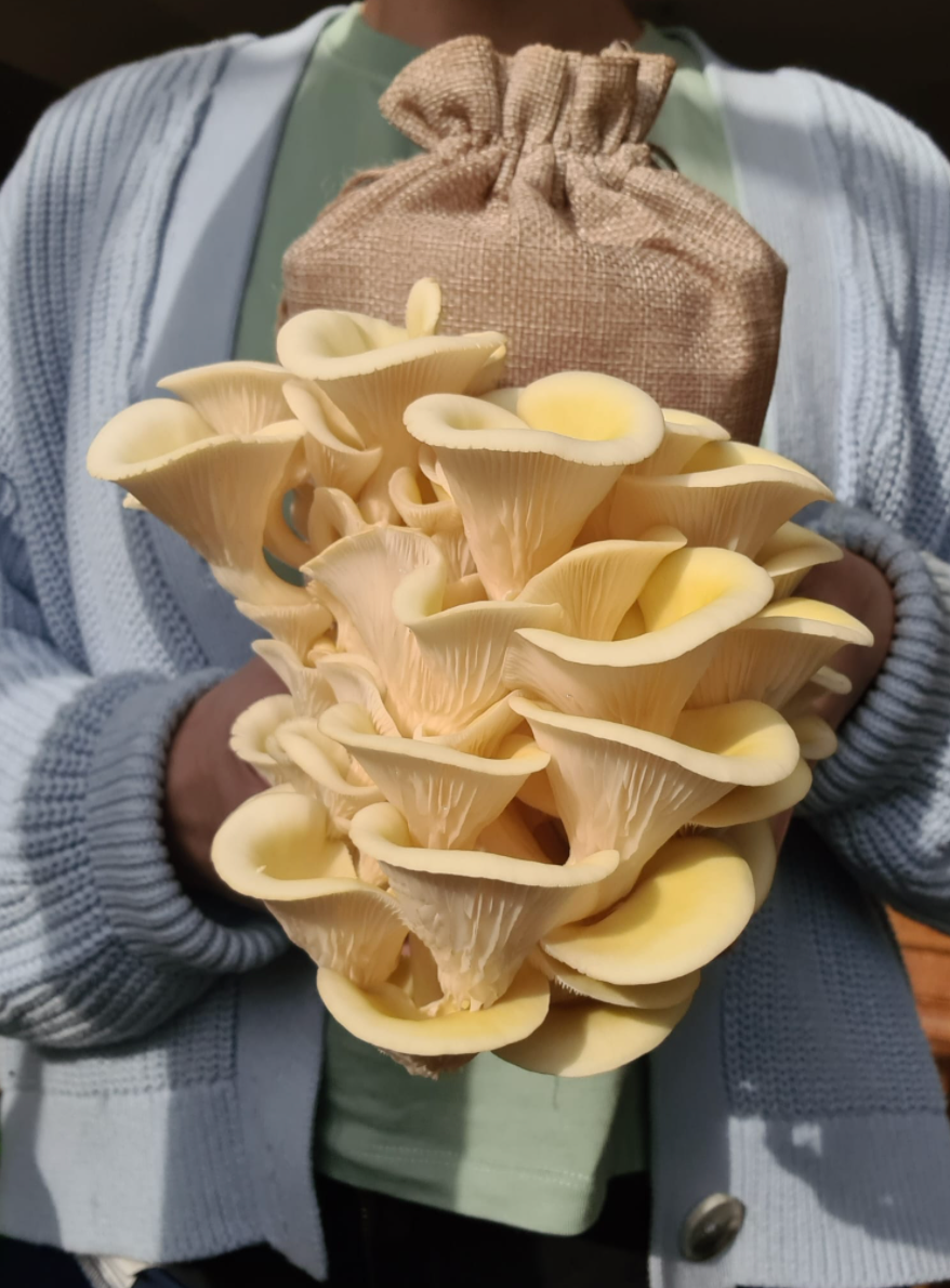 Caley Bros mushroom kits - direct from their workshop to your house!