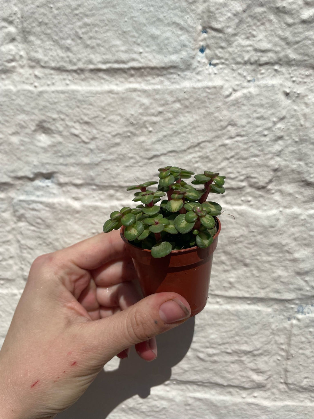 Portulacaria afra (Elephant bush)