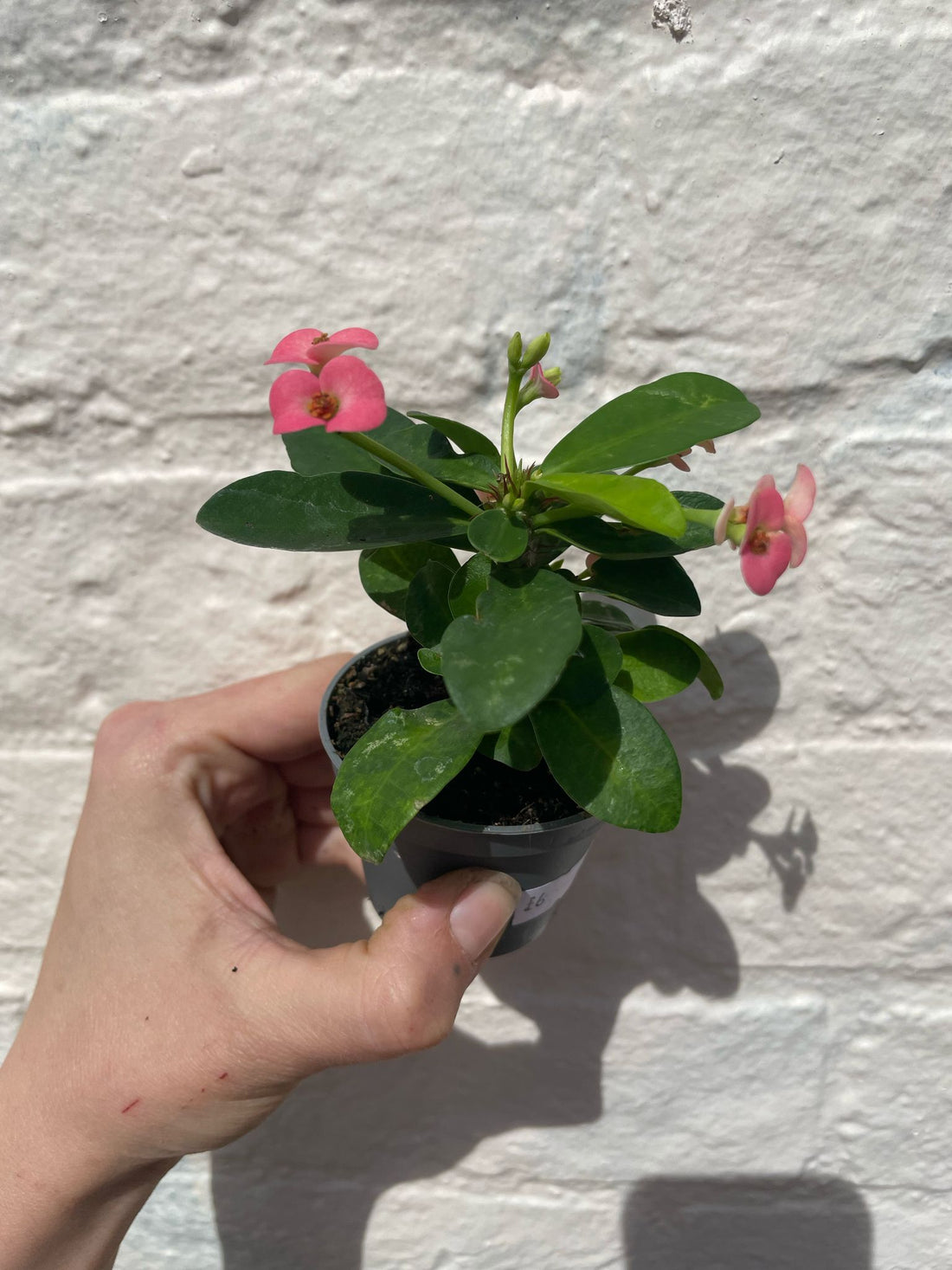 Euphorbia milii (Crown of Thorns) 2 options