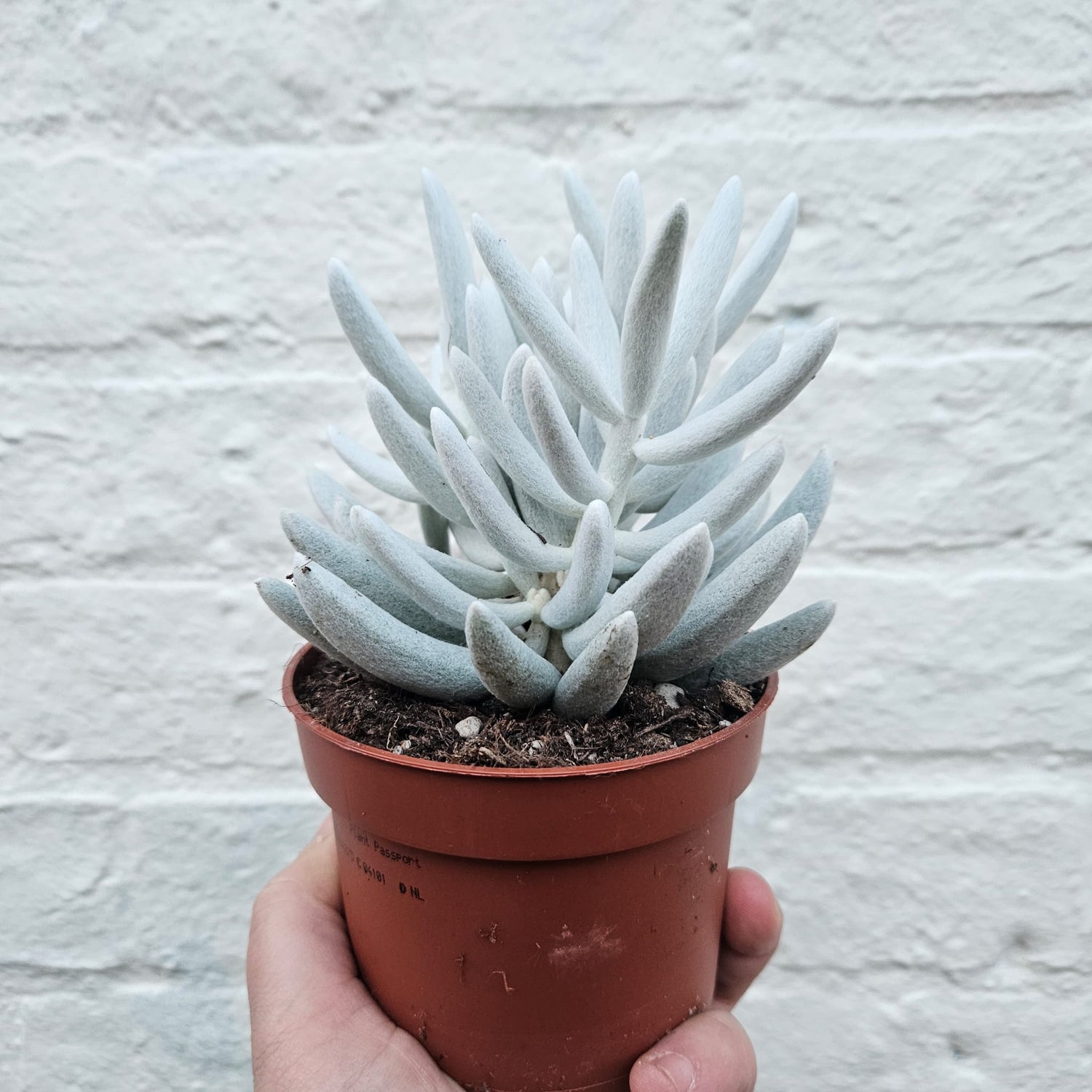 Senecio haworthii &