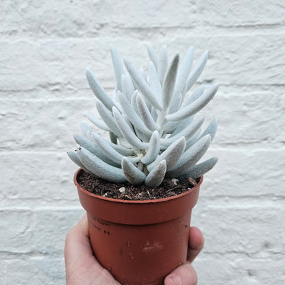 Senecio haworthii &