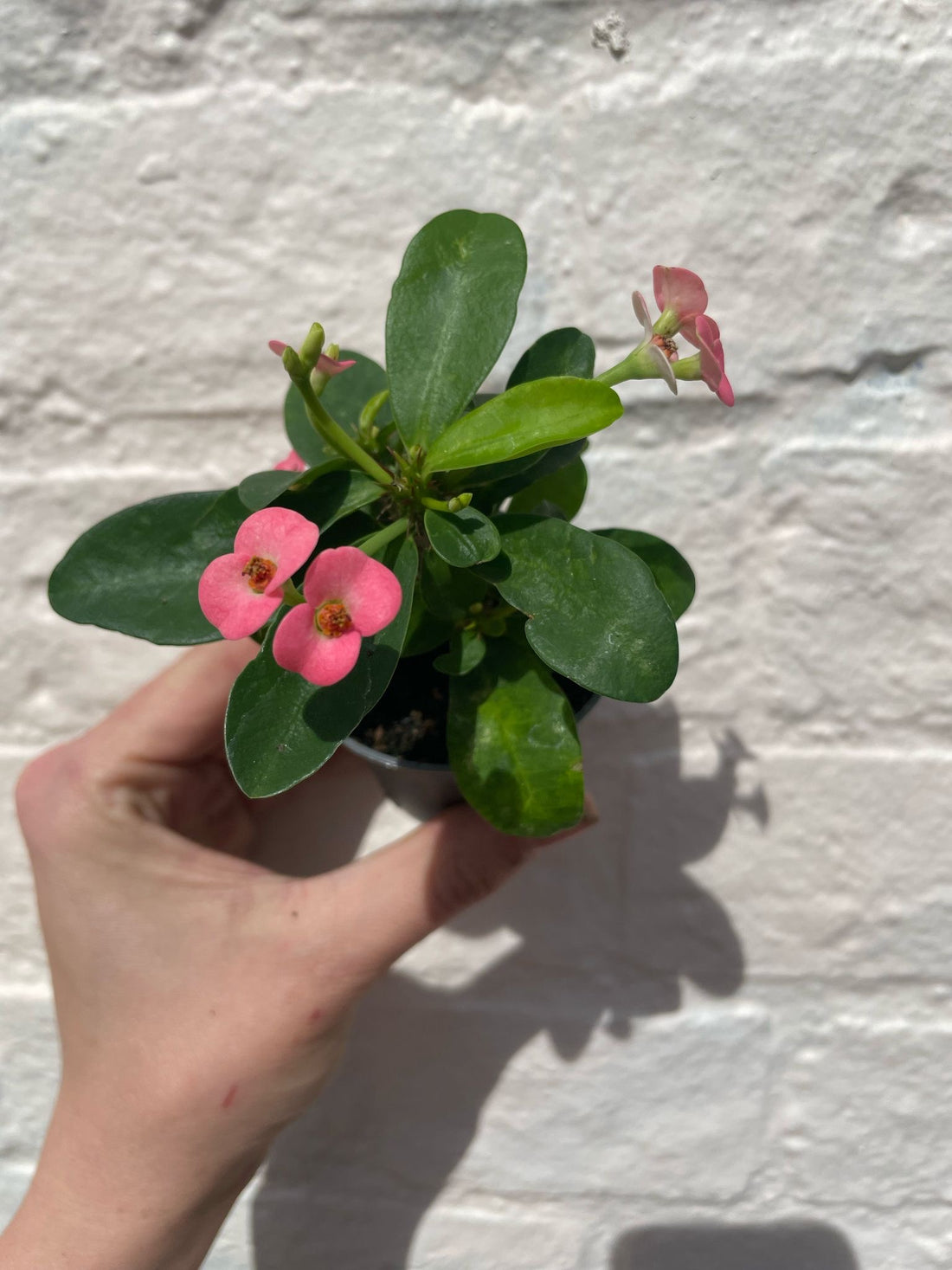 Euphorbia milii (Crown of Thorns)