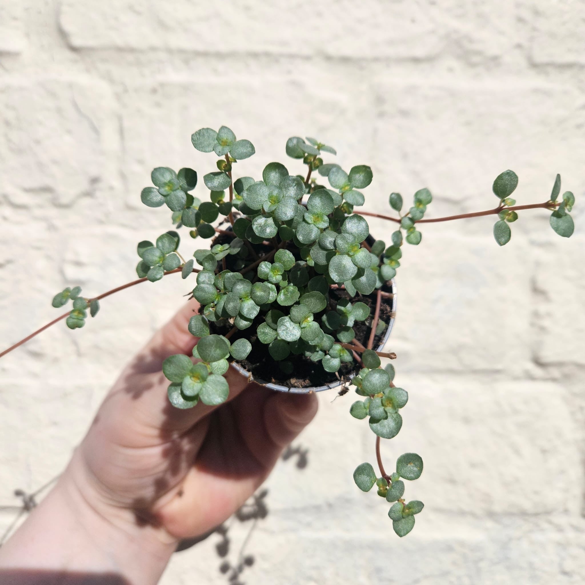 Pilea glaucophylla &