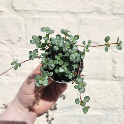 Pilea glaucophylla &