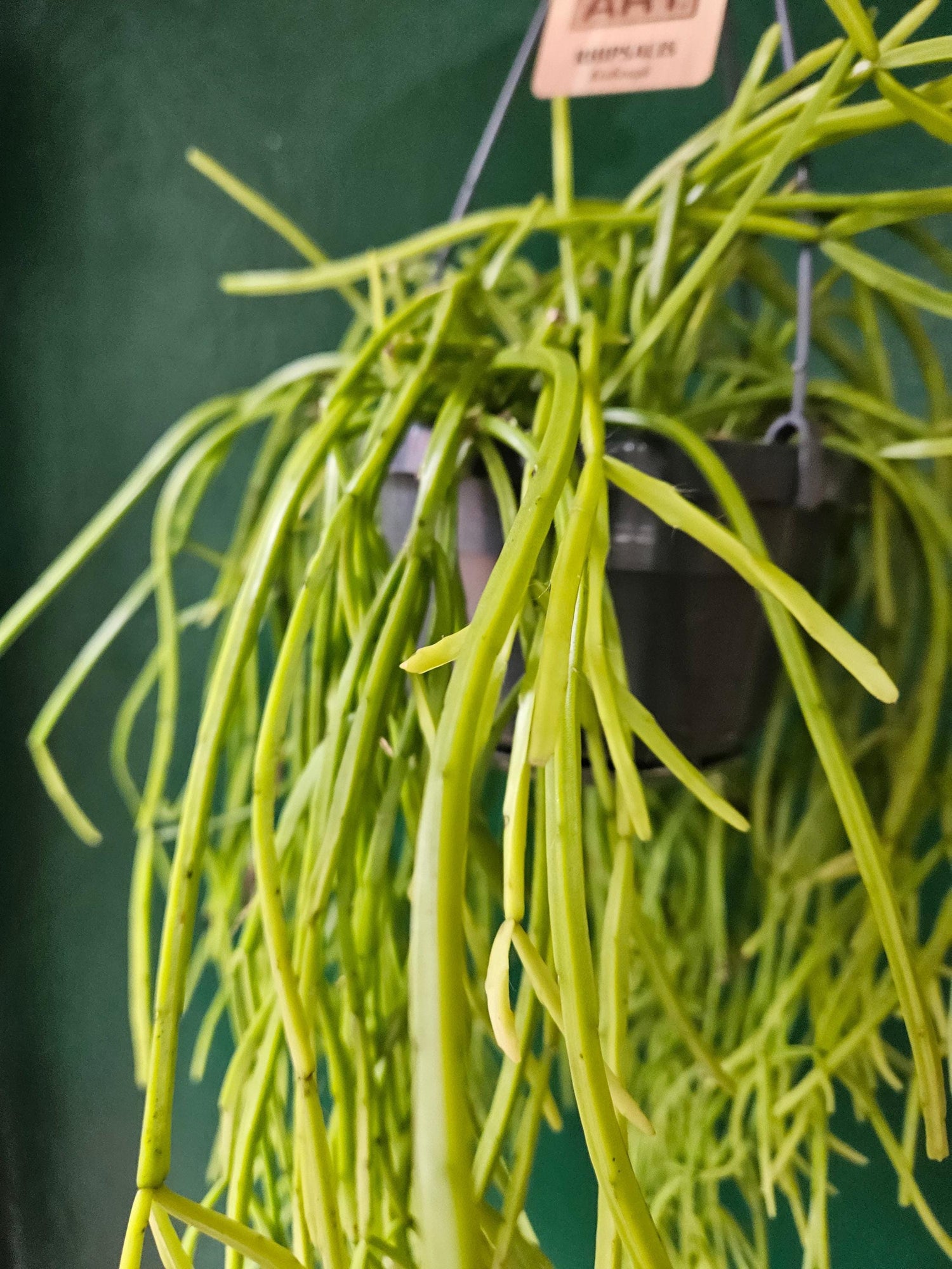 Rhipsalis kirbergii (Mistletoe cactus)