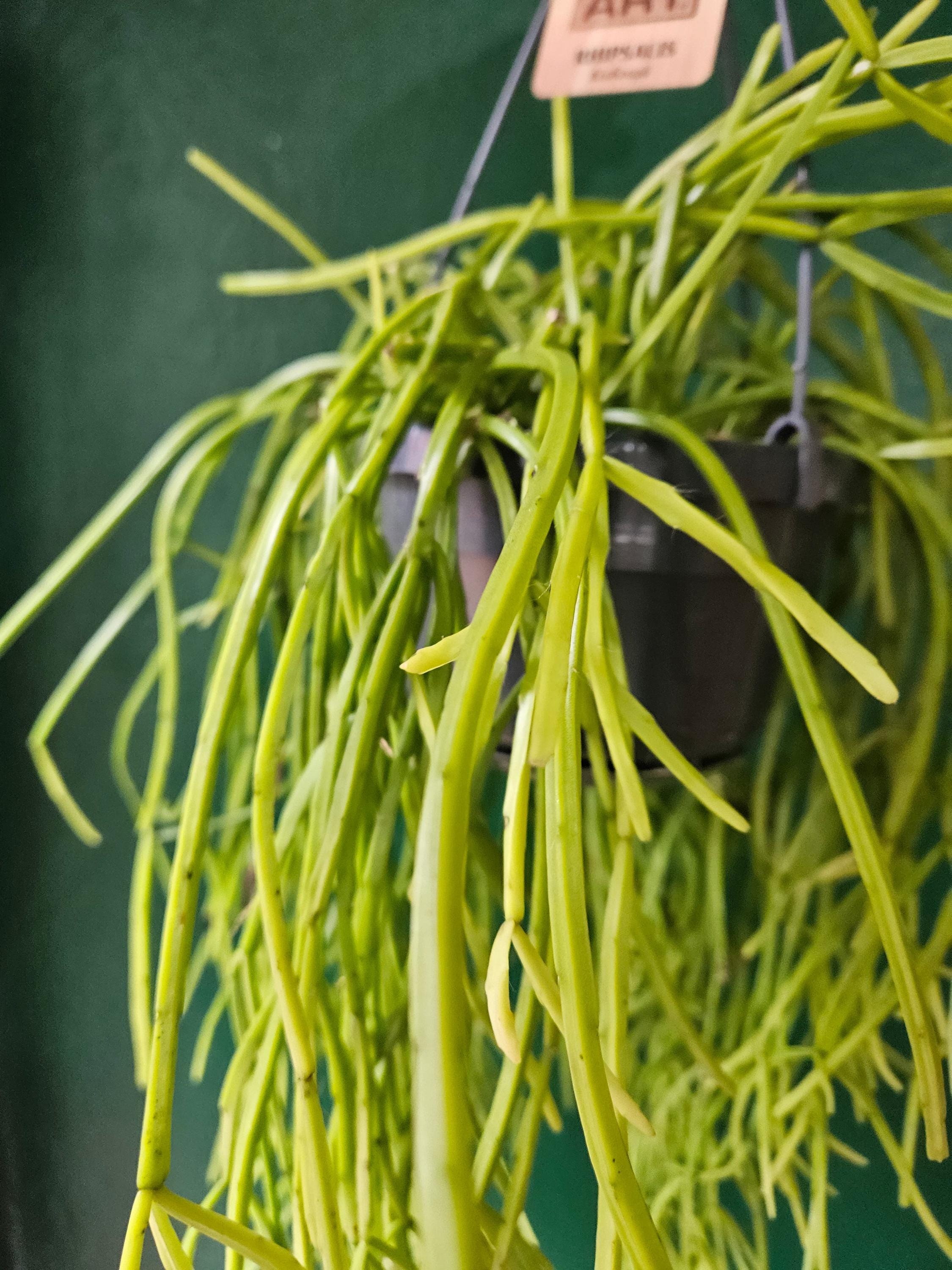 Rhipsalis kirbergii (Mistletoe cactus)