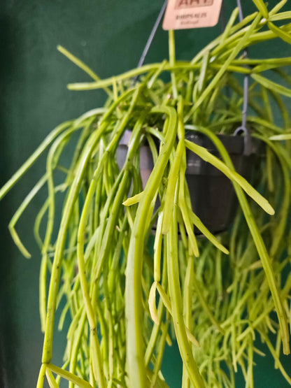Rhipsalis kirbergii (Mistletoe cactus)
