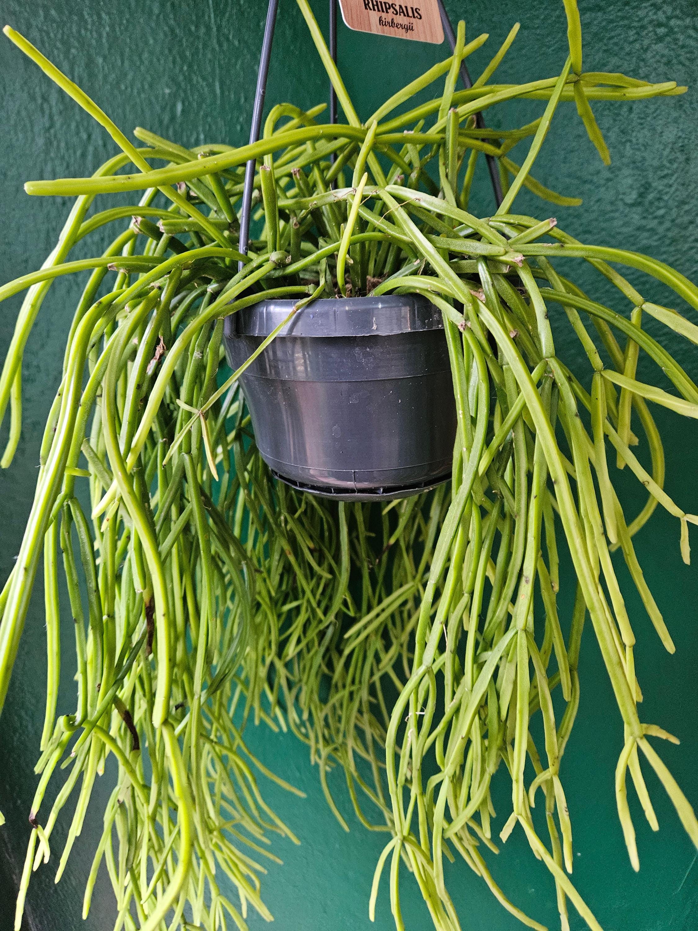 Rhipsalis kirbergii (Mistletoe cactus)