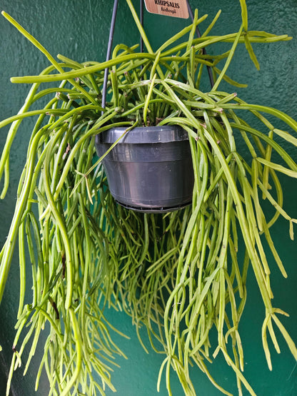 Rhipsalis kirbergii (Mistletoe cactus)
