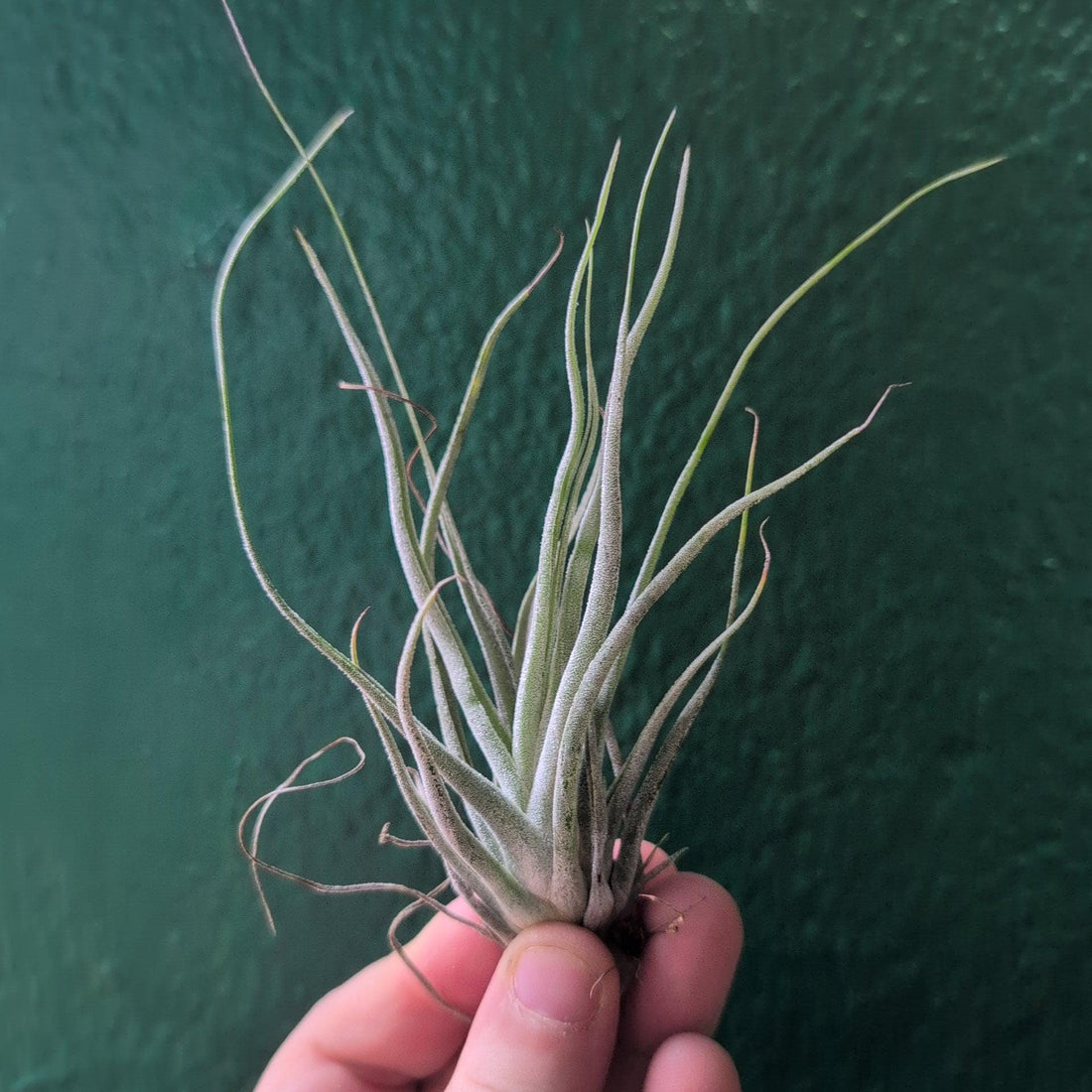 Tillandsia Ehlersiana (Air Plant)