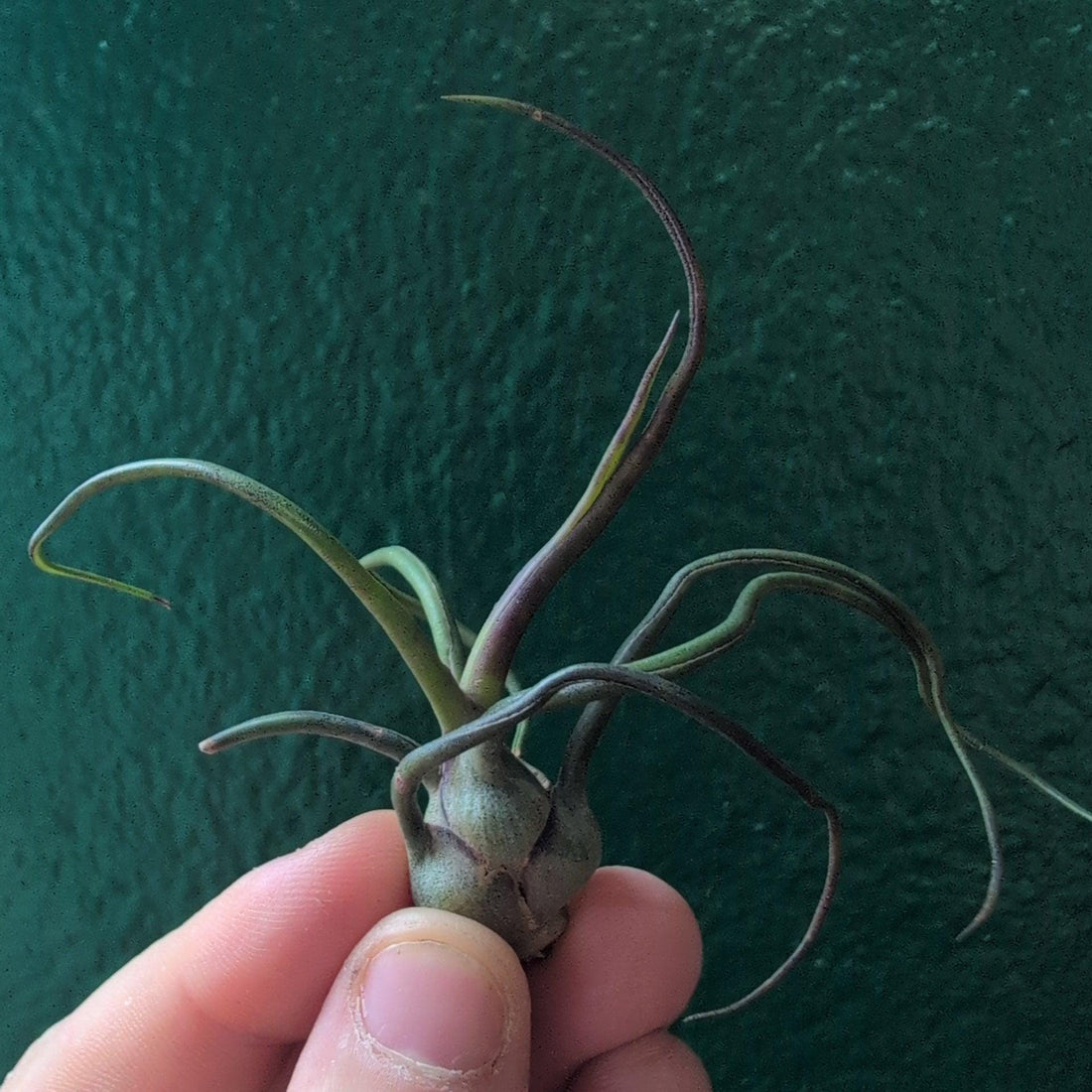 Tillandsia Bulbosa Baby (Air Plant)