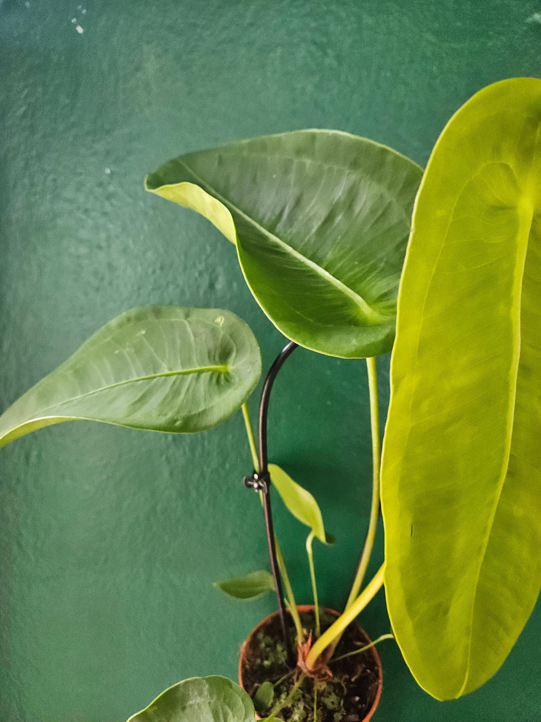 Anthurium peltigerum