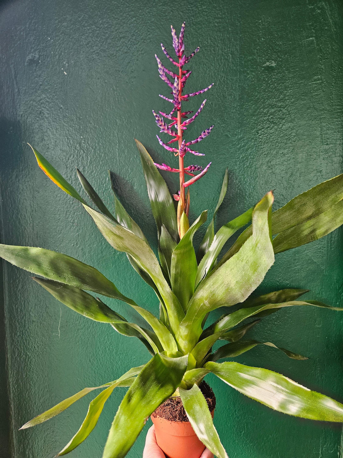 Aechmea Gamosepala &