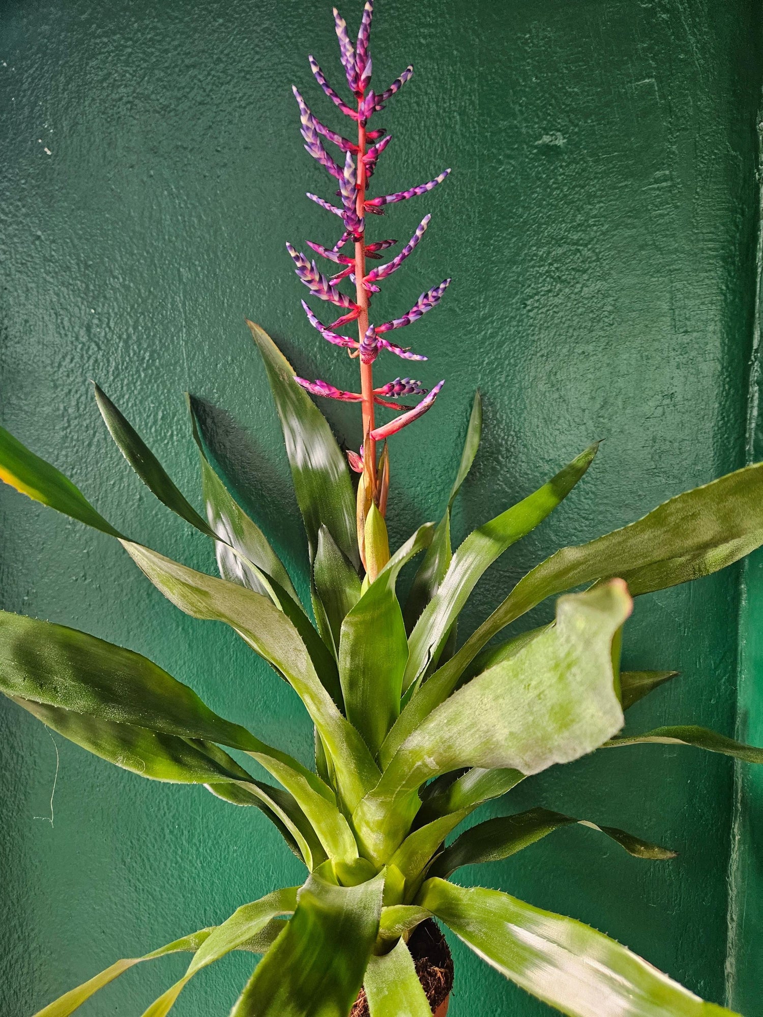 Aechmea Gamosepala &amp;