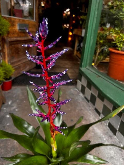Aechmea Gamosepala &amp;