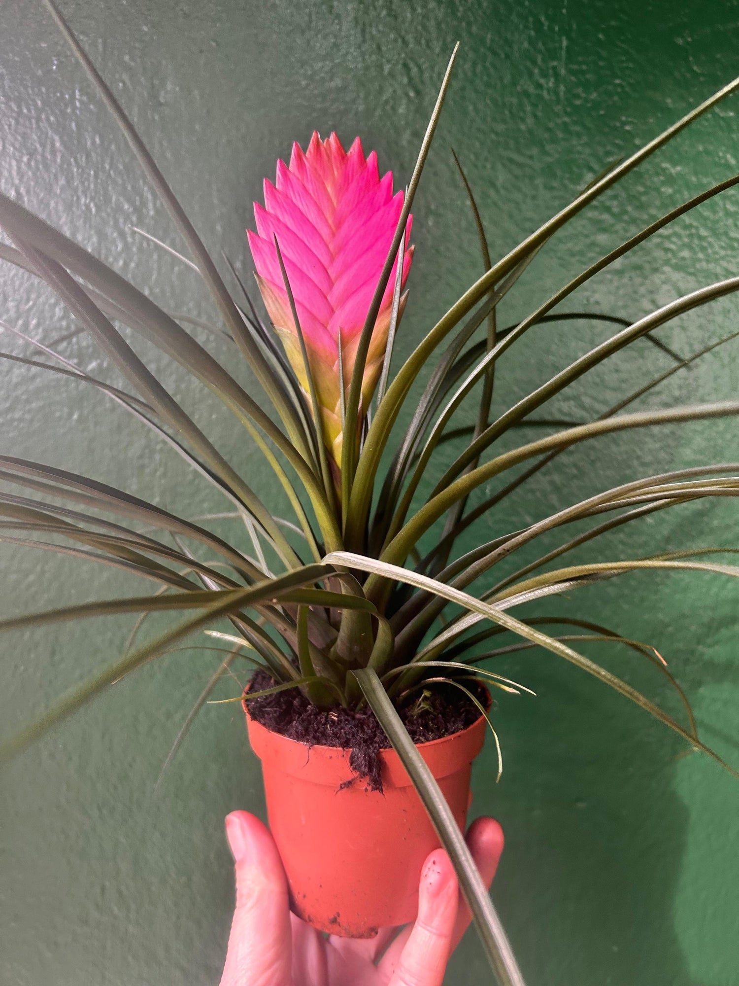 Tillandsia &amp;