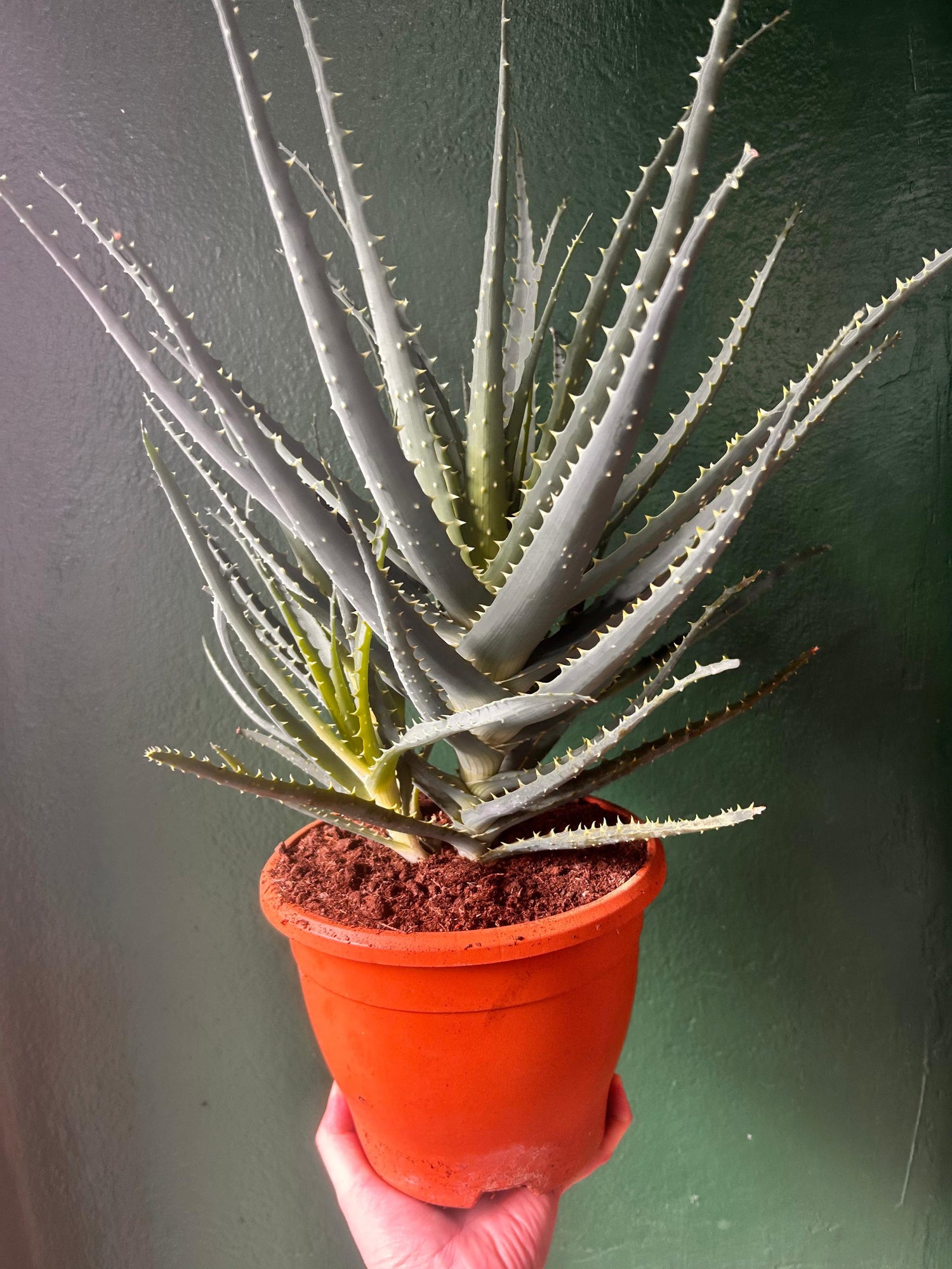 Aloe Arborescens (Candelabra Aloe)