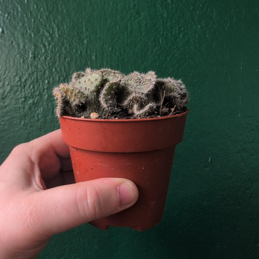 Opuntia cylindrica cristata (Crested Eve&amp;