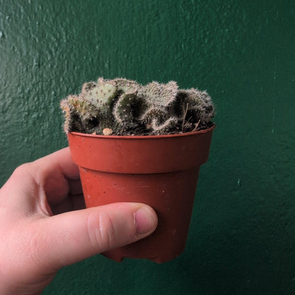 Opuntia cylindrica cristata (Crested Eve&amp;