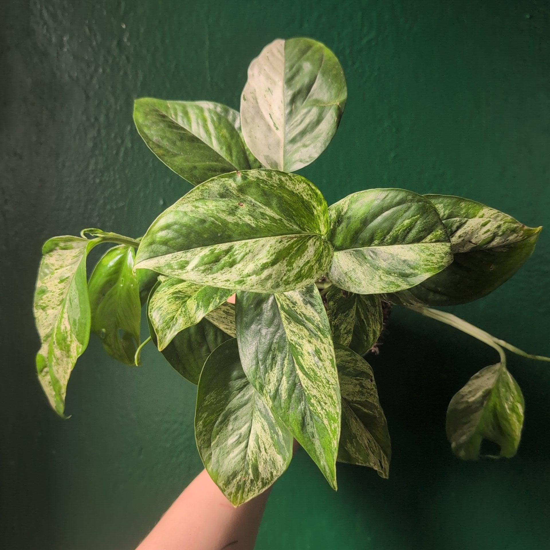 Epipremnum pinnatum &amp;