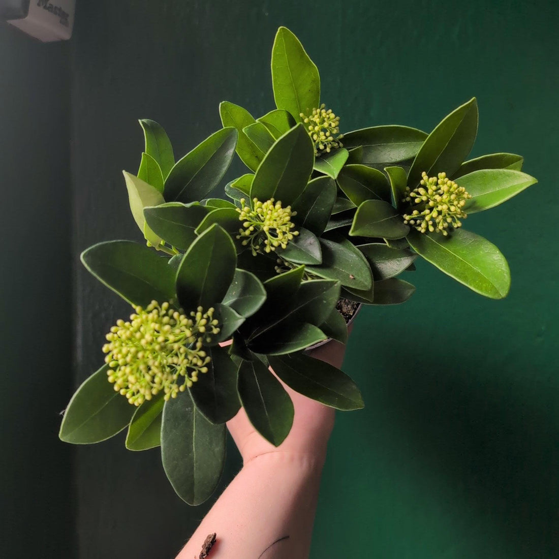Skimmia japonica &amp;