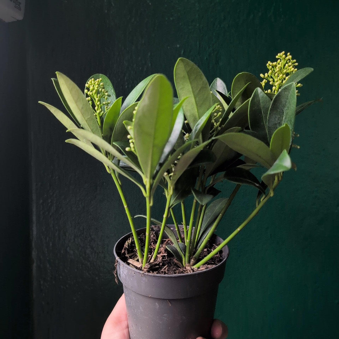 Skimmia japonica &amp;